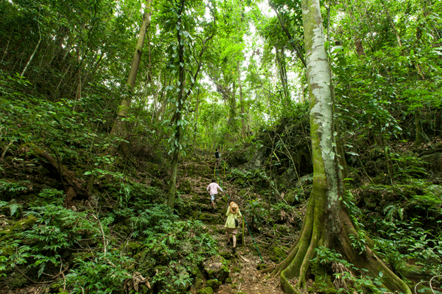 Senderos por la jungla. © Ippei Naoi/Getty Images