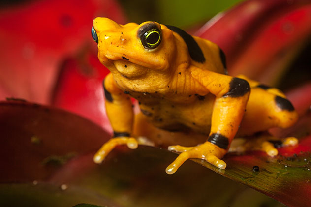 Fauna de Panamá: rana dorada