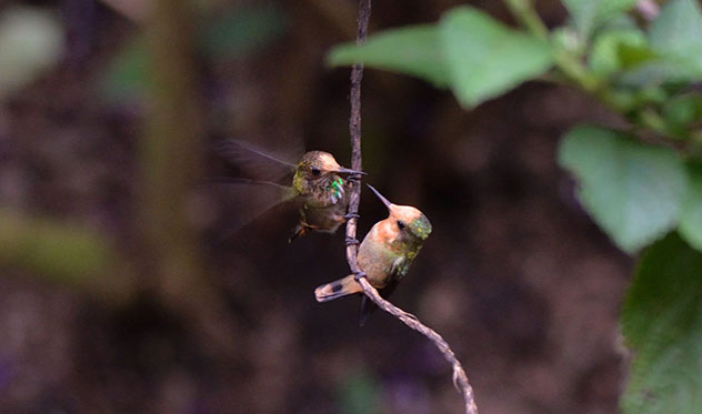 Norte de Perú: Moyobamba y los colibríes