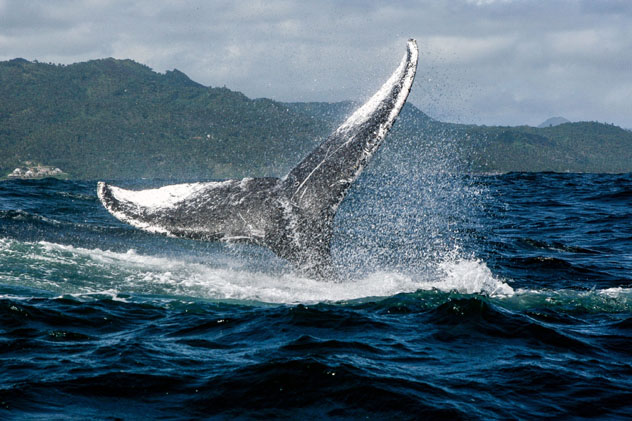 Las ballenas jorobadas frecuentan las aguas que rodean la península de Samaná, República Dominicana © Kit Korzun / Shutterstock