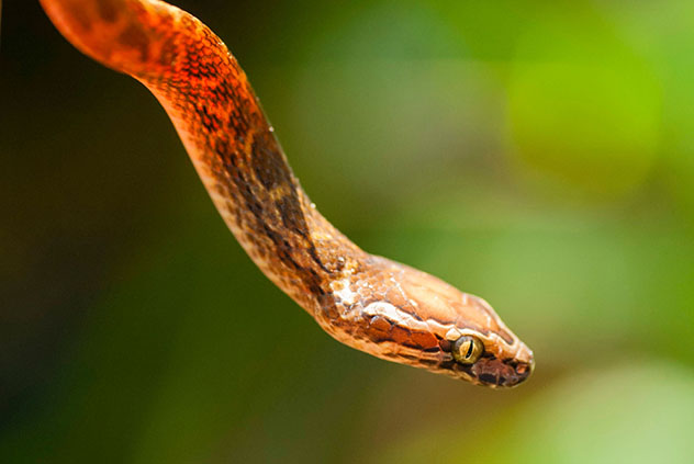 Santo Tomé y Príncipe: serpiente ‘cobra jita’ que solo existe en Santo Tomé