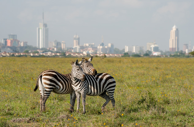Cebras en el Parque Nacional de Nairobi.