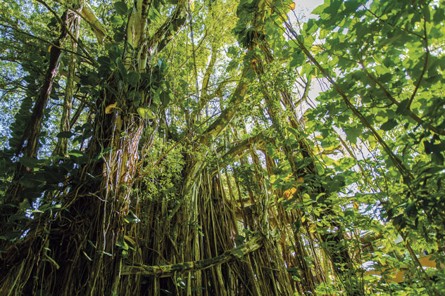 La rica biodiversidad de la selva amazónica rodea Manao. © Travel Stock/Shutterstock