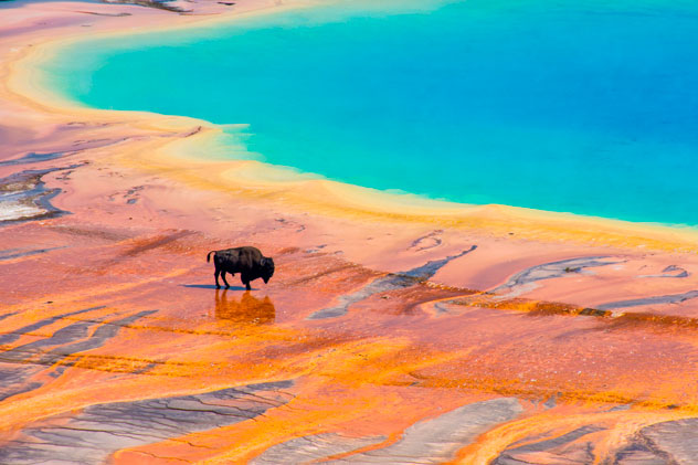 Bison cruzando la Gran Primavera Prismática, Parque Nacional Yellowstone. © MeganBrady/Shutterstock