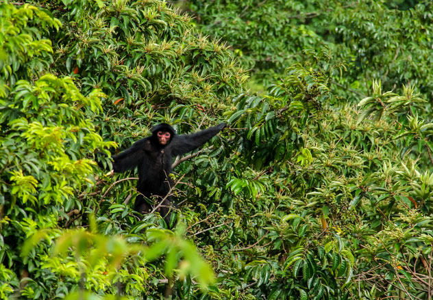 Mono araña en la rama del árbol en Rupununi. © Homo Cosmicos/Shutterstock