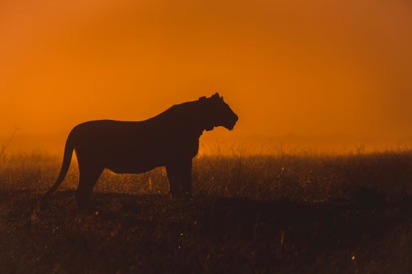 La leona en llamas - Reserva de caza Gondwana
