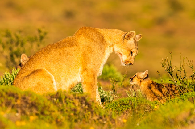 Pumas en el Parque Natural Torres del Paine. Risto Raunio/Shutterstock ©