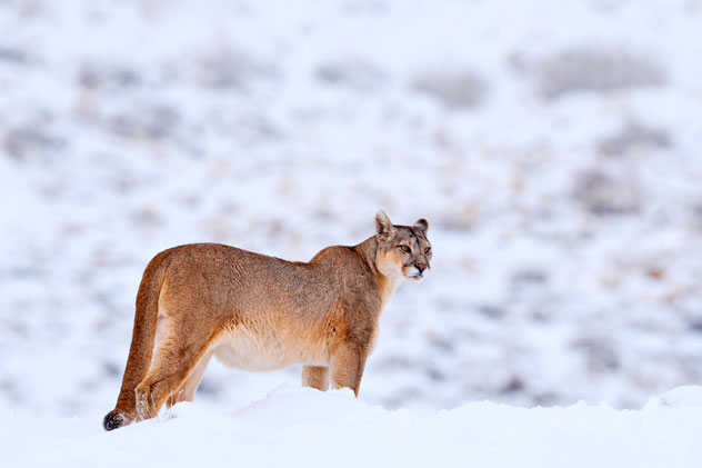Puma en invierno