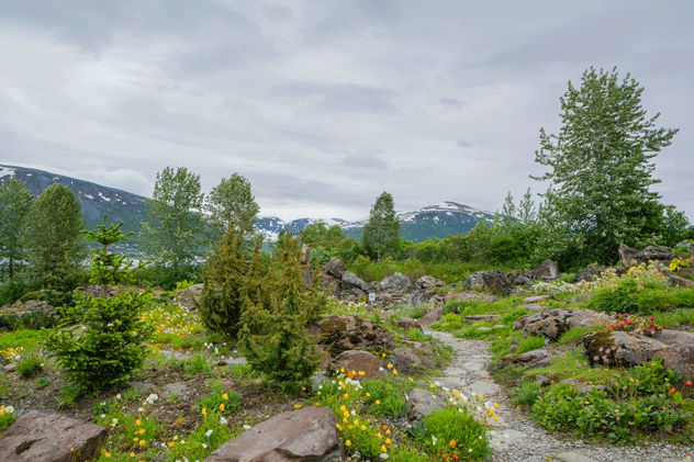 Te sorprenderá lo que florece tan al norte en el Jardín botánico ártico-alpino. © Hivaka / Shutterstock
