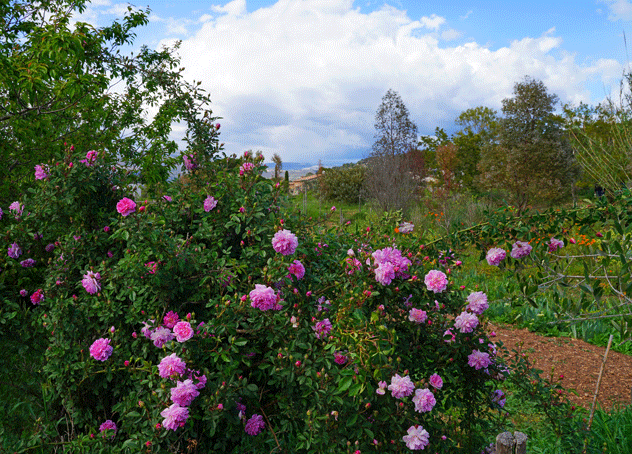 Disfruta del aroma de rosas centifolia y otras plantas fragantes en Les Jardins du Musée International de la Parfumerie en Provenza. © EQRoy / Shutterstock