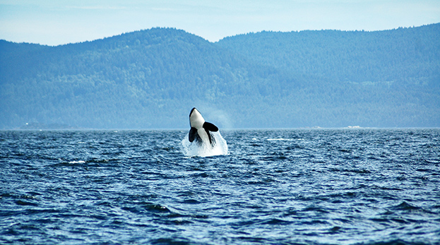 Orca en la Isla de Vancouver