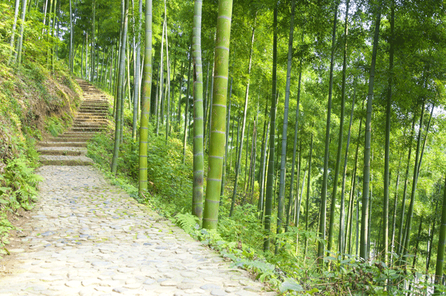 Piérdete en los bosques de bambú del Mar de Bambú de Anji. © Dan Hanscom / Shutterstock
