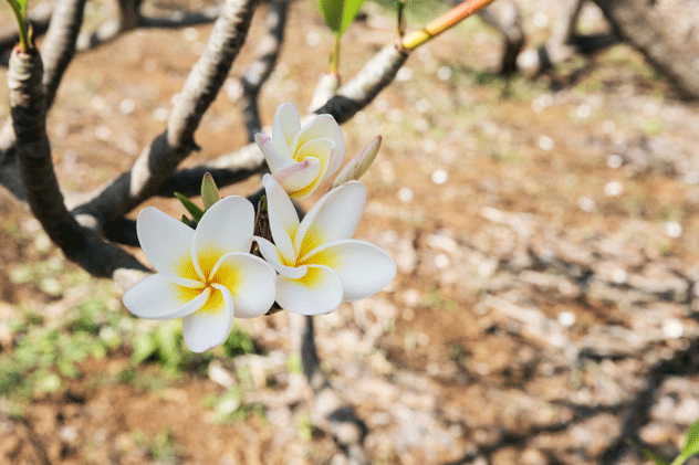 Los hawaianos usan las flores de plumeria (o franchipán) para hacer leis, y estas crecen en abundancia en el Koko Crater Botanical Garden. © Guido Vermeulen-Perdaen / Shutterstock