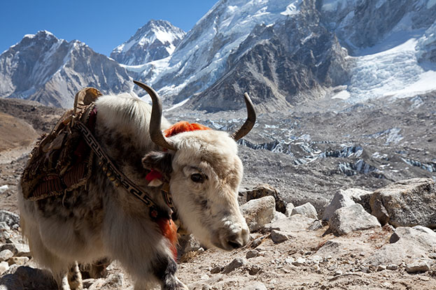 Yak en las montañas de Nepal