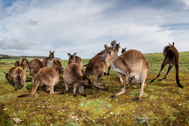 Canguros descansando en la isla Kangaroo. Andrea Izzotti/Shutterstock ©