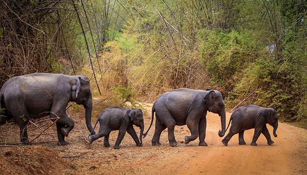 Elefantes en Sri Lanka. Viaje sostenible Lonely Planet