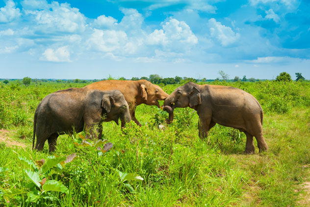 Parque Nacional Uda Walawe, Sri Lanka © Anton Gvozdikov / Shutterstock