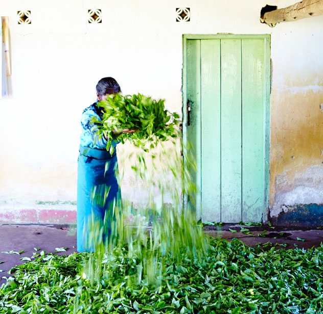 En la plantación de té. Sri Lanka © Matt Munro / Lonely Planet