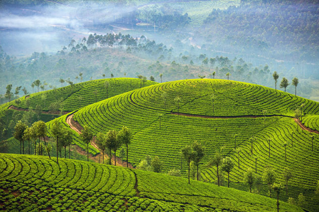 El mar verde de las platanciones de té, Sri Lanka © Alexander Mazurkevich / Shutterstock