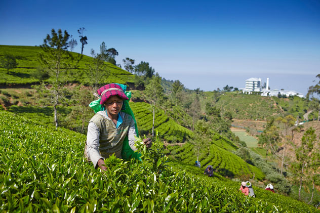 Recolectoras de té en la Sri Lanka montañosa © Matt Munro / Lonely Planet