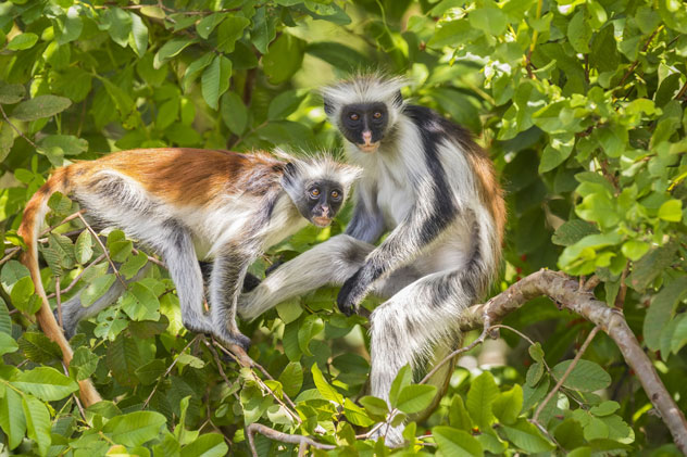 Dos monos colobos rojos en Tanzania. © SanderMeertinsPhotography/Shutterstock