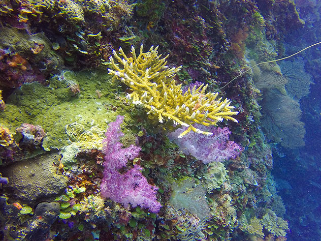 Turismo sostenible: sostenibilidad. Arrecifes de coral cerca de Palaos