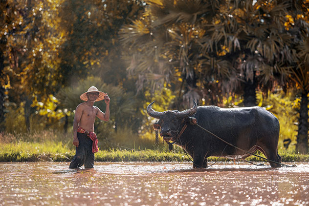 Recolector de arroz y búfalo de agua, Mai Chau, Vietnam © TOM photographer / Shutterstock