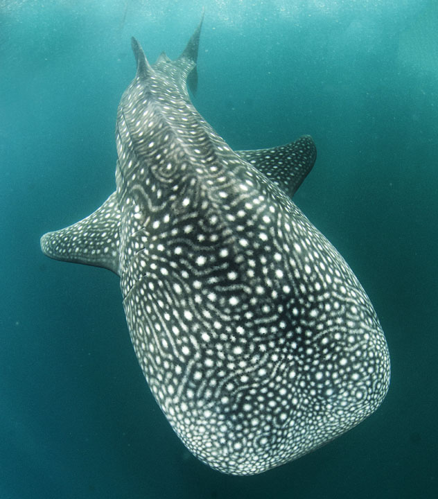 Tiburón ballena, bahía de Ghoubbet, Yibuti © Len Deeley / Getty Images / Royalty Free