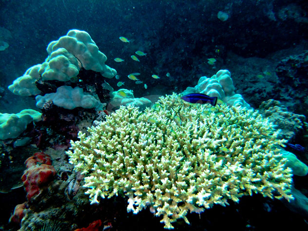 Coral, submarinismo en Yibuti © Scott Williams / Flickr