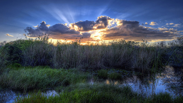 Evergaldes, EEUU © Diana Robinson