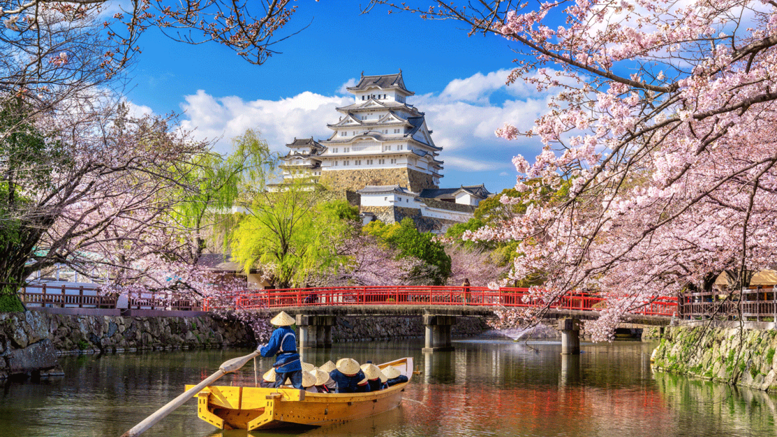 Navegando entre flores de cerezo y castillo en Himeji, Japón.