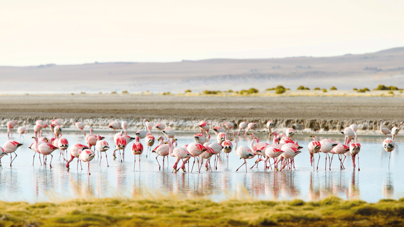 Flamencos en el lago. 