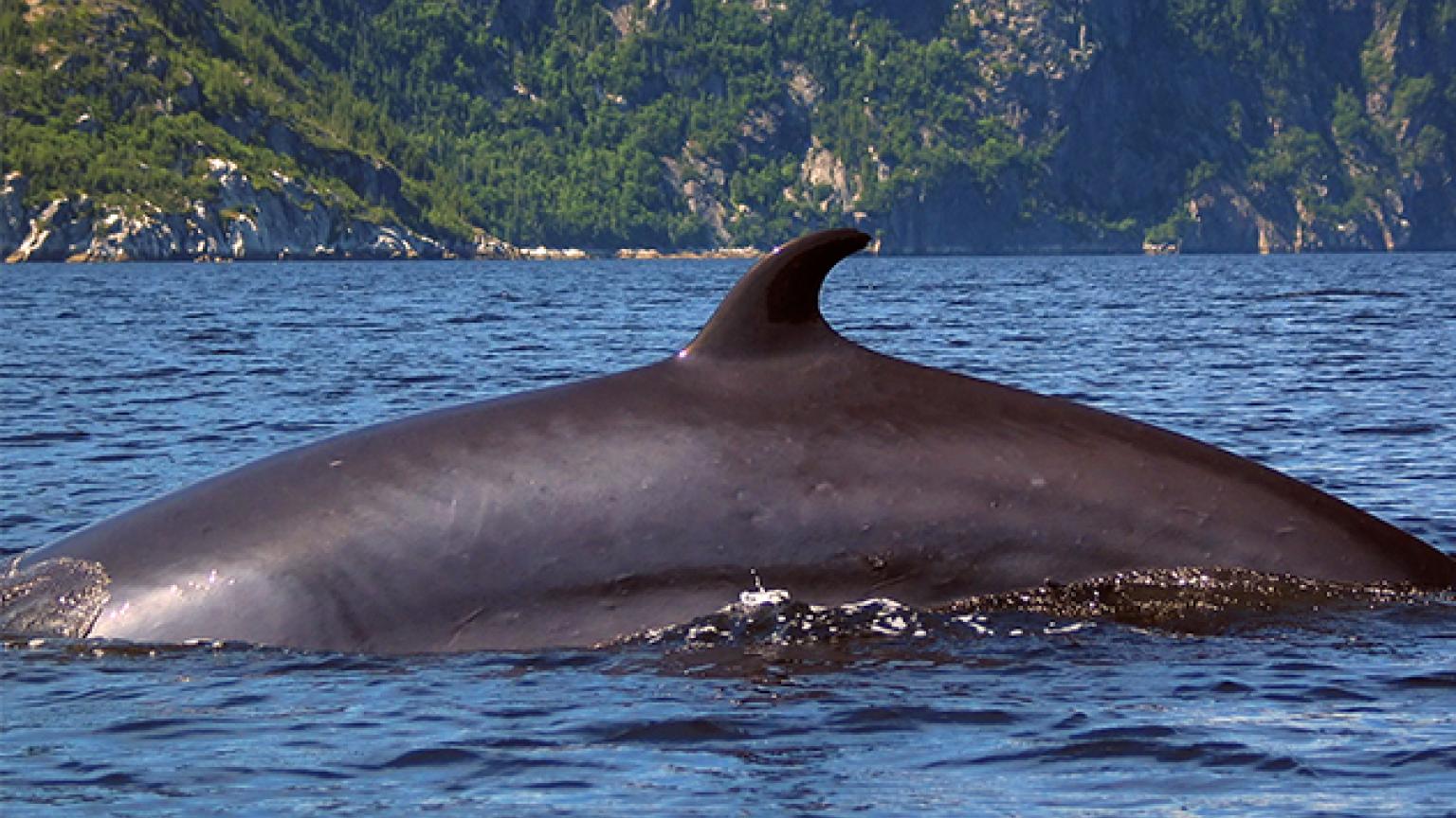 Ballena enana (Balaenoptera acutorostrata)