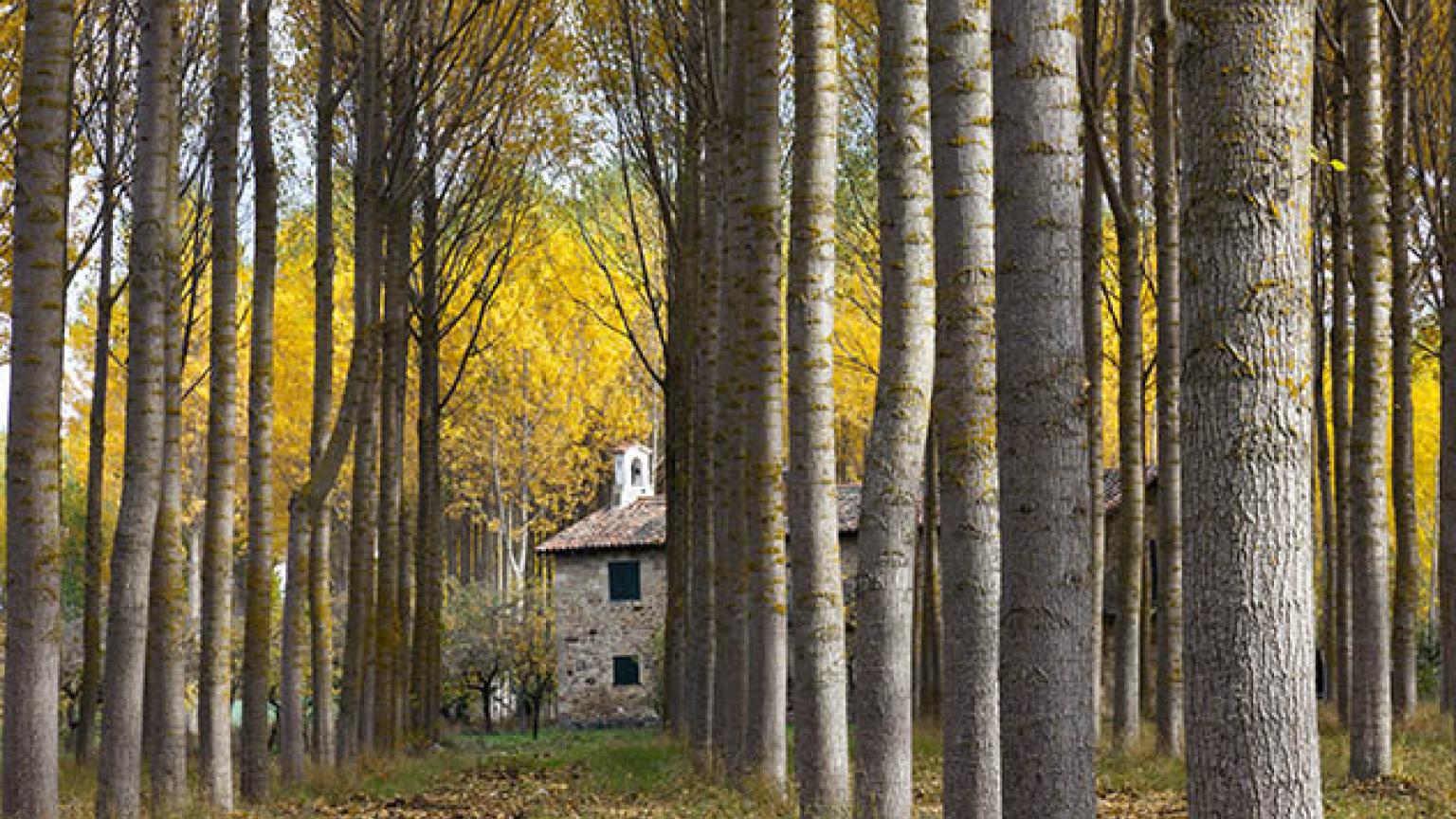  Capilla en un bosque de álamos, Palencia, España