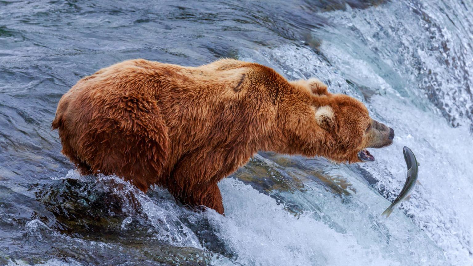 Oso pardo en Alaska. 