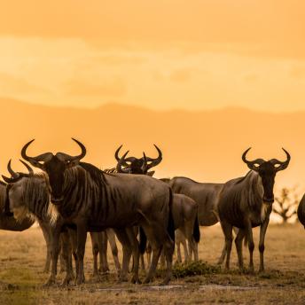 ÁFrica, Kenia