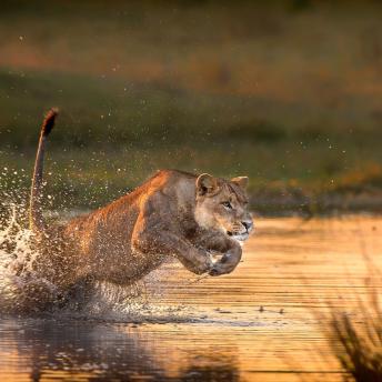 Delta del Okavango, Botsuana