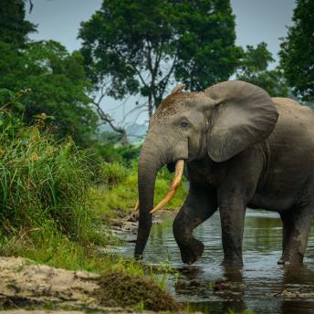 Parque Nacional de Odzala, República del Congo