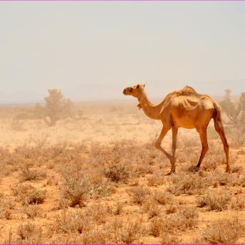 Somalia y Somalilandia, África