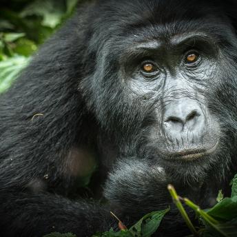 Parque Nacional de Bwindi, Uganda