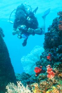 Submarinismo en la isla de Mahé, Seychelles