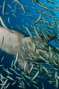 Tiburón blanco de arena, Carolina de Norte, EE UU