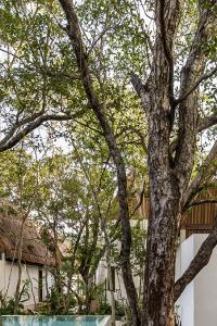 Jungle Teva, alojamiento ecológico de Tulum, México. Viaje sostenible Lonely Planet