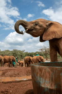 Elefantes en Sheldrick Trust Elephant Orphans Project. 