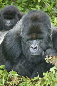 Gorilas de espalda plateada en el Parque Nacional de los Volcanes, Ruanda