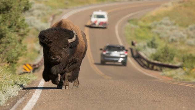 Carretera y bisonte, Estados Unidos