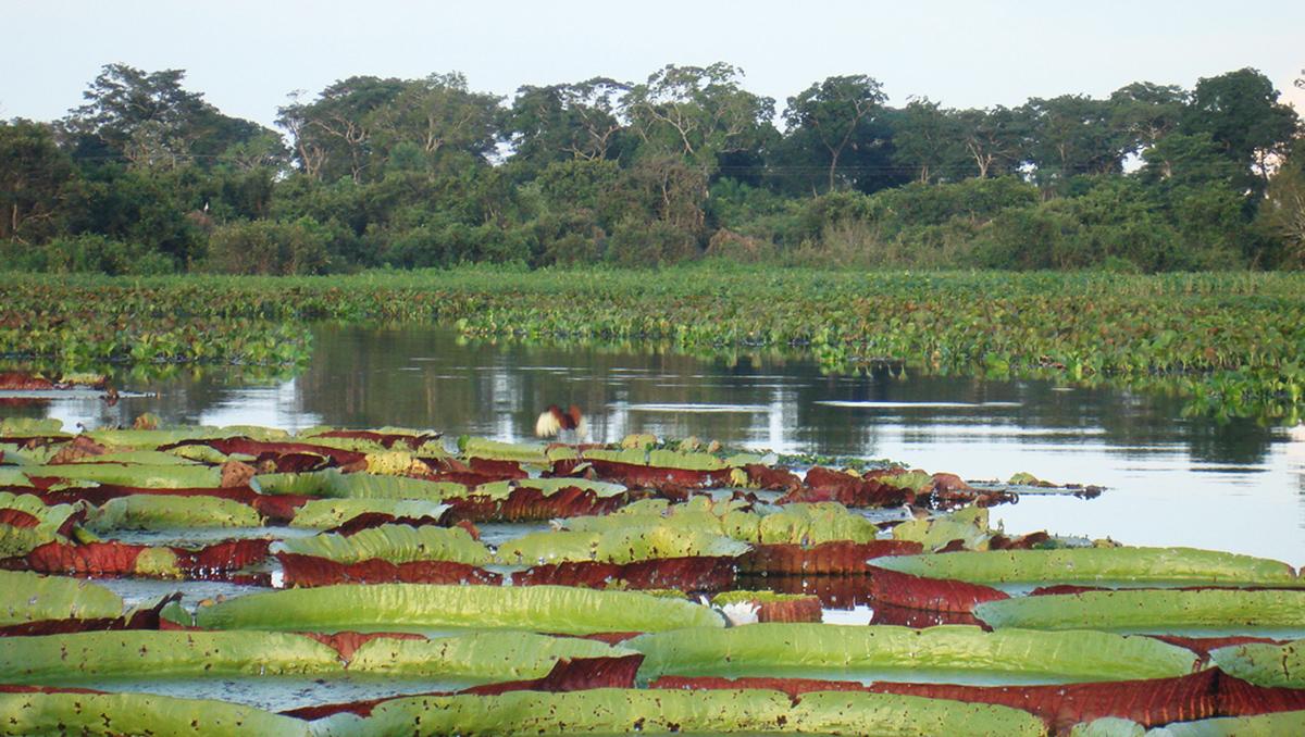 El Pantanal, Brasil 
