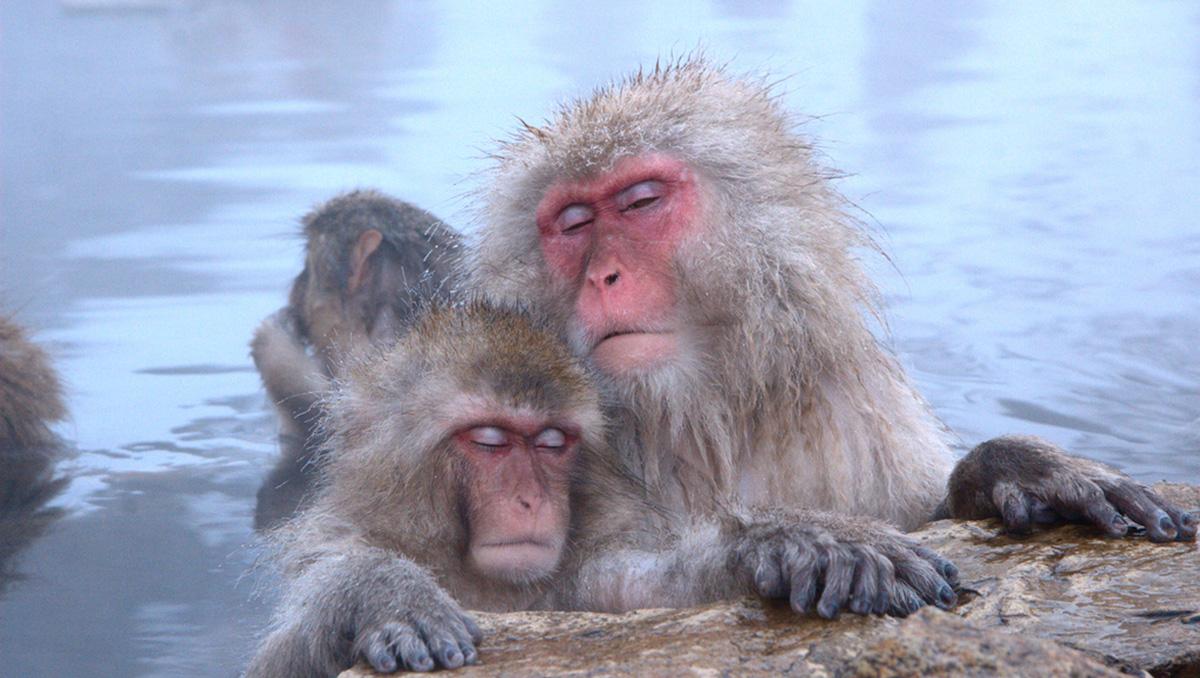 Embobarse con los monos de la nieve, Japón - Lonely