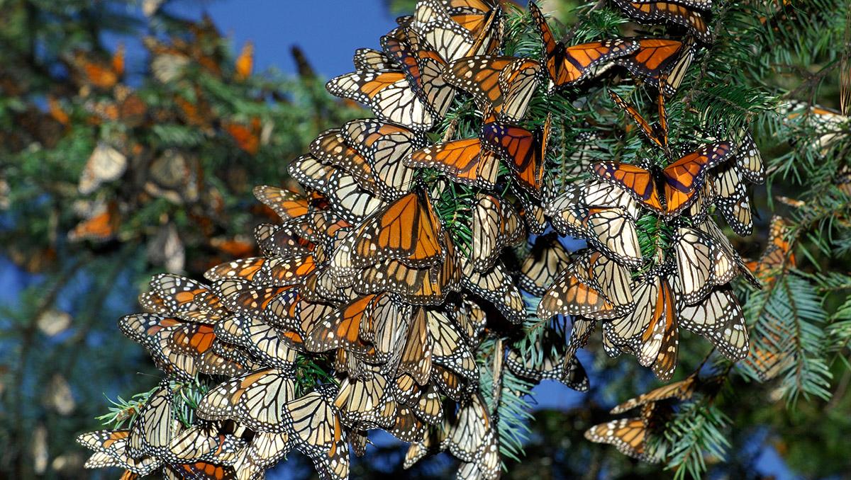 Mariposas monarca, Michoacán, México