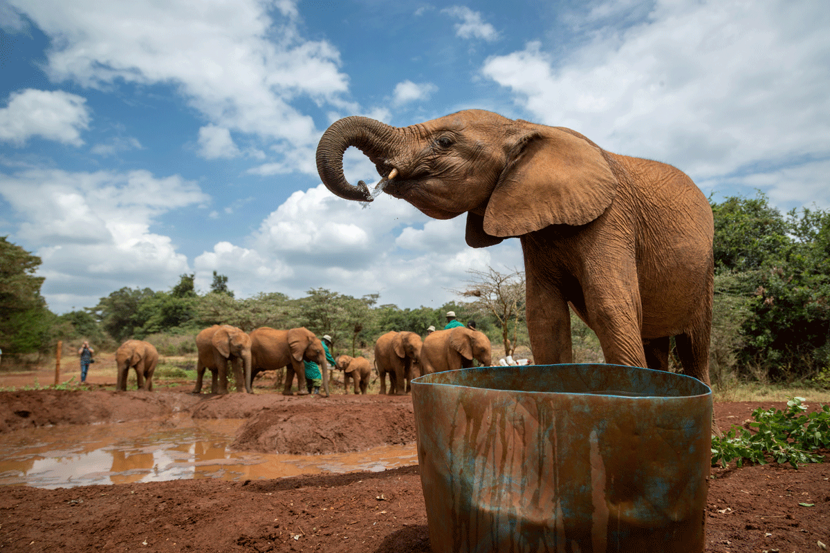 Elefantes en Sheldrick Trust Elephant Orphans Project. 